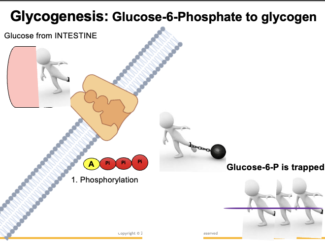 <p>Glucose cannot remain free in the cytoplasm.</p><p>It is phosphorylated to glucose-6-phosphate (G6P), which:<br>• Traps glucose inside the cell<br>• Prevents it from diffusing back out</p><p>When glucose is incorporated into glycogen, the phosphate on carbon 6 is removed, and the glucose is added to the growing glycogen chain.</p>