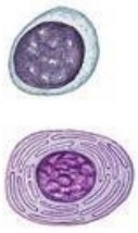 <ul><li><p>PRIMARY FUNCTION(S):</p><ul><li><p><span style="font-family: "Times New Roman", serif">Produce <strong>antibodies</strong> that bind specific antigens and help destroy pathogens</span></p></li></ul></li></ul><p></p>