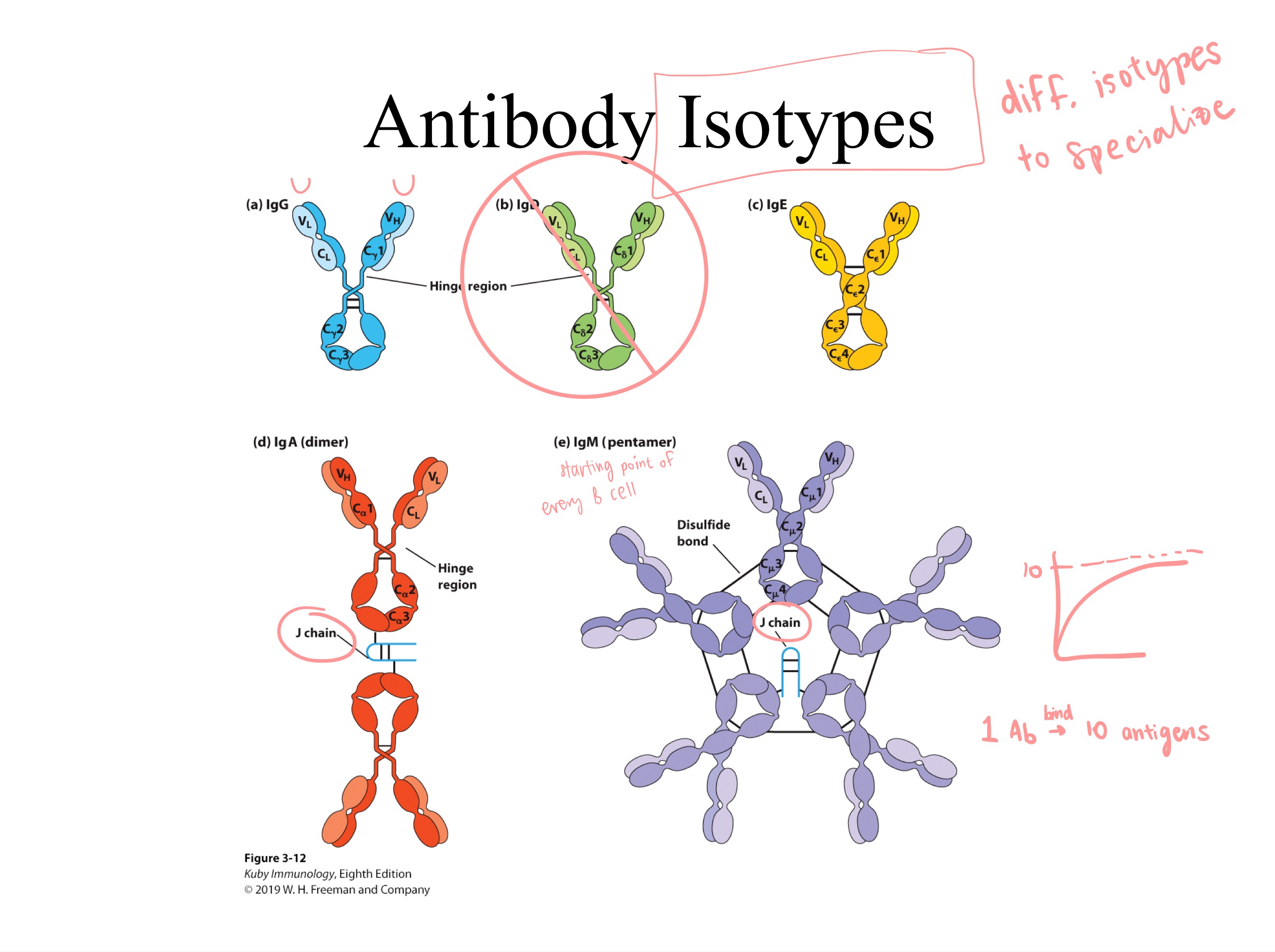 <p>Antibody isotypes:</p><p></p><p>Which 2 have J chains? </p>