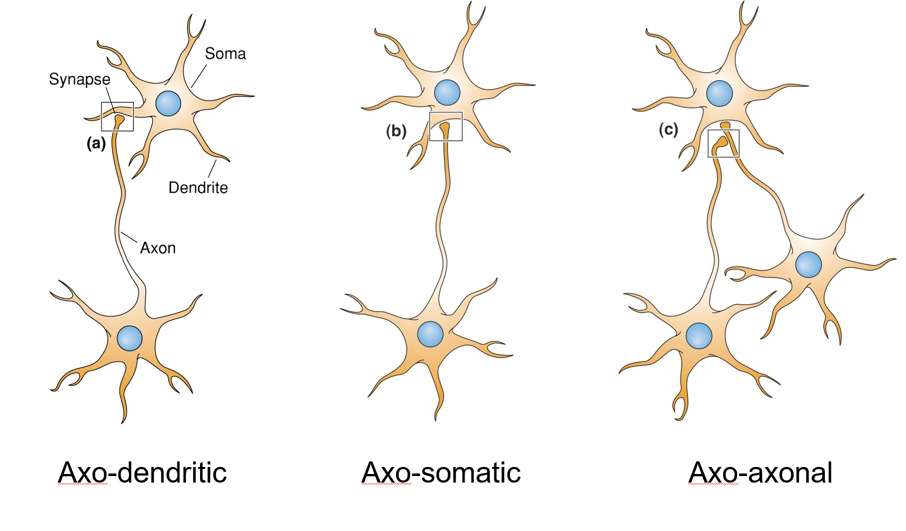 <ul><li><p>Axo-dendritic</p></li><li><p>Axo-somatic</p></li><li><p>Axo-axonal</p></li></ul><p></p>