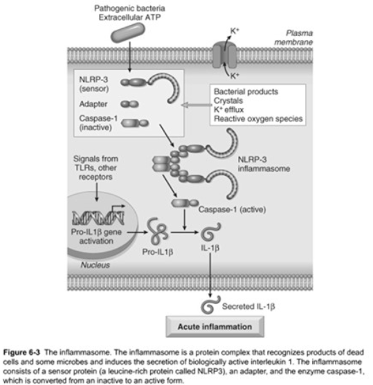 <p><span><strong>inflammasome</strong>&nbsp;</span></p>
