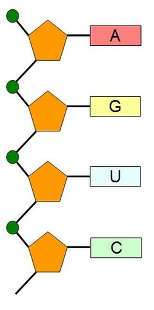 <p>Include at least three RNA nucleotides, drawn as circle (phosphate), hexagon (ribose) and rectangle (base).</p><p>Be sure the phosphate of one nucleotide is connected to the 2'C of the adjacent nucleotide.</p>