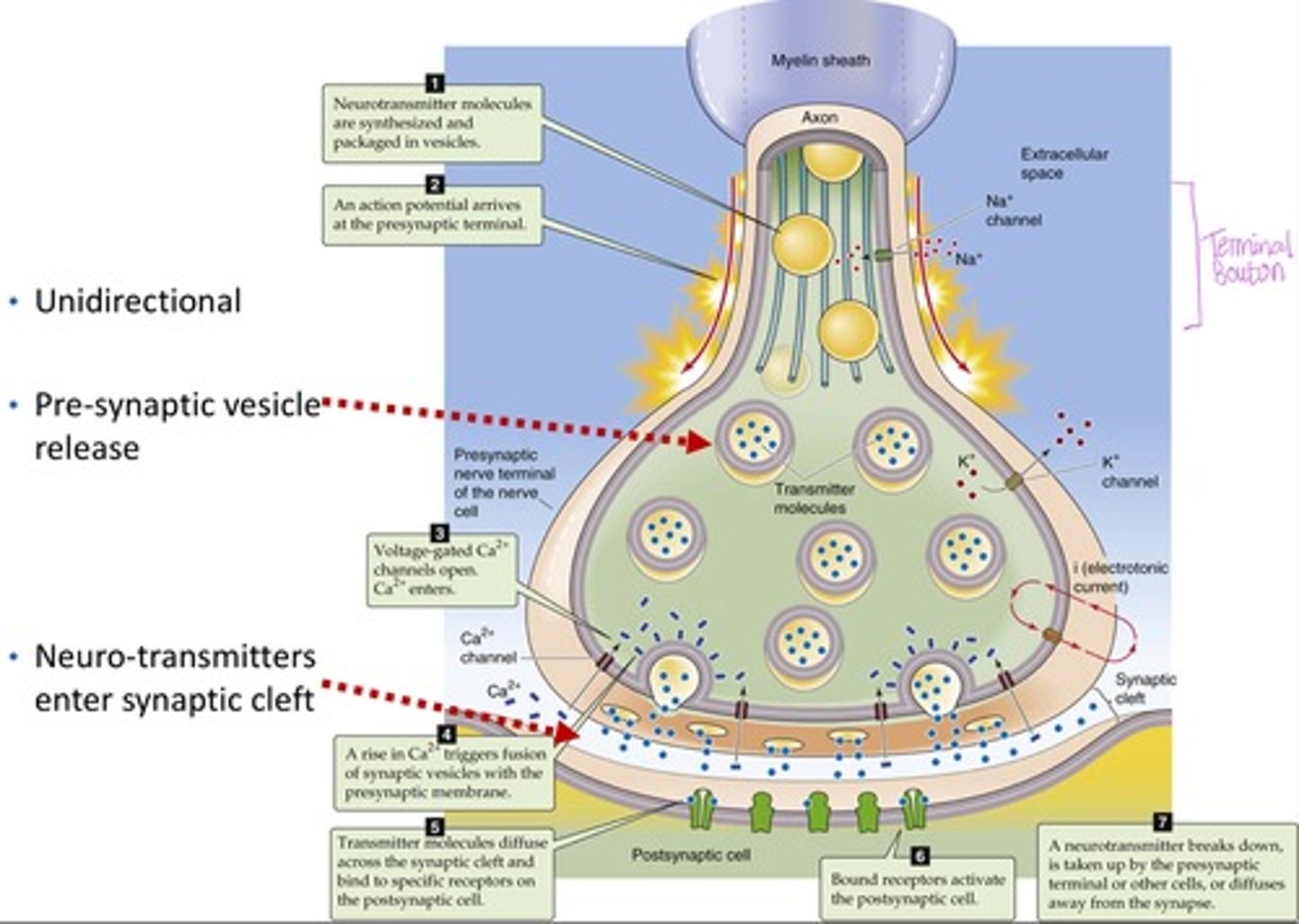 <p>neurotransmitters released from presynaptic cells bind to receptors on postsynaptic membrane, most prevalent in the CNS (UNIDIRECTIONAL)</p>