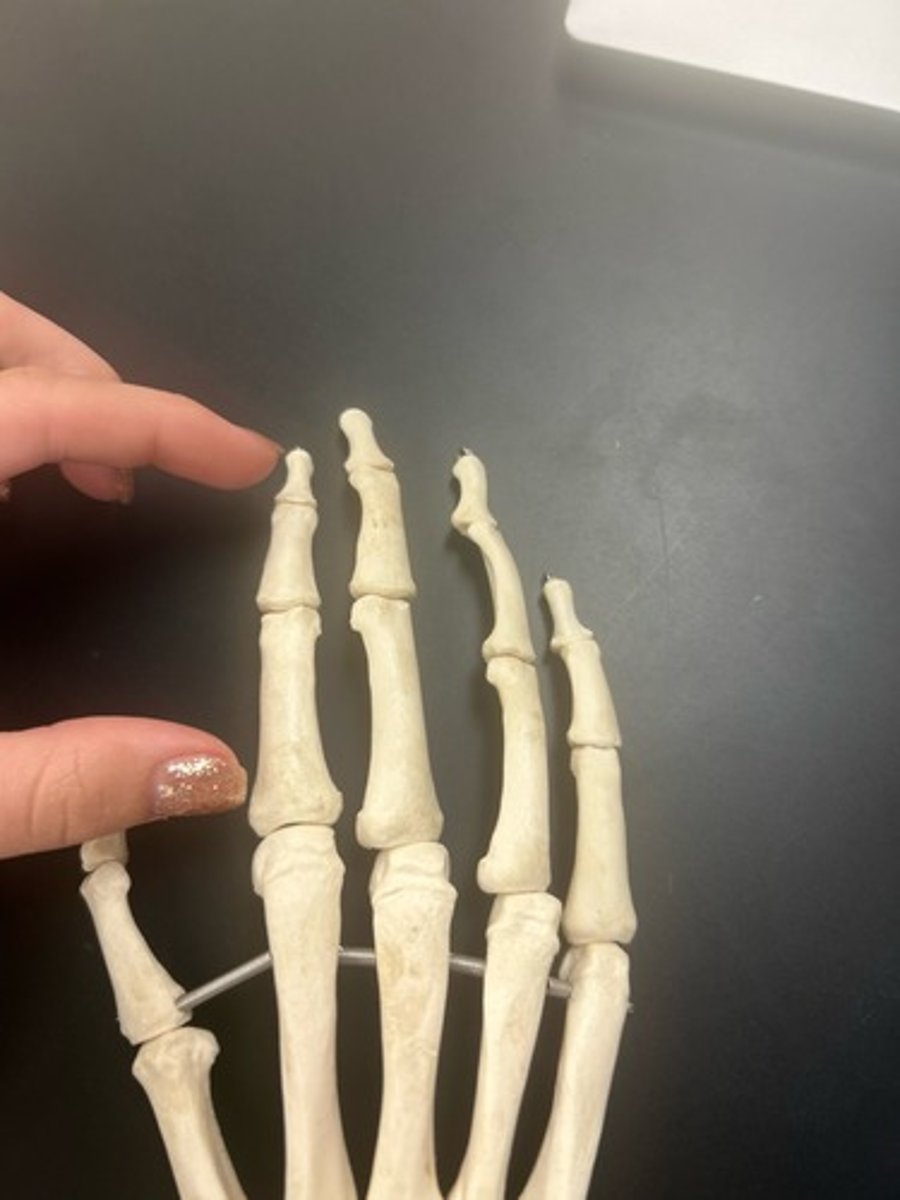 <p>name the bone</p>