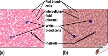 <p><span><strong>composed of cells (red and white)</strong> suspended in a<strong> liquid matrix called plasma.</strong></span></p><p style="text-align: justify"><span>functions to<strong> transport substances throughout the body.</strong></span></p>