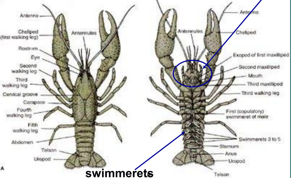 <p>crayfish anatomy</p>