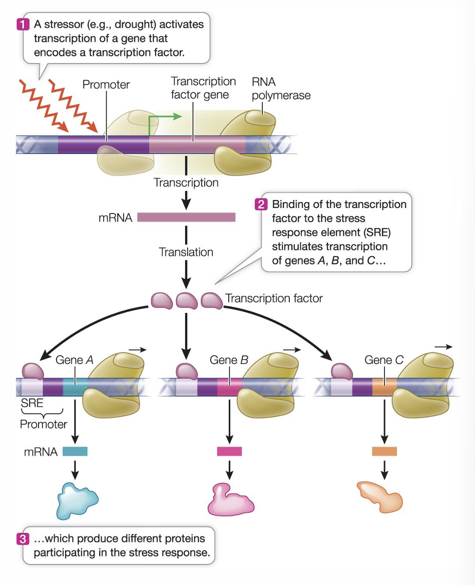 <ul><li><p>most have their own promoters, and the genes may be far apart in the genome</p></li><li><p>if the genes have common regulatory sequences, they can be regulated by the same transcription factors</p></li></ul><p></p>