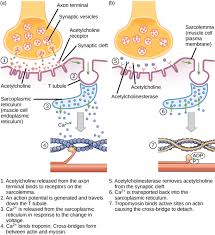 <ol><li><p><span><strong><span>Neural Stimulation</span></strong><span>: A motor neuron releases acetylcholine (ACh) at the neuromuscular junction, generating an action potential on the muscle's sarcolemma (cell membrane).</span></span></p></li><li><p><span><strong><span>Signal Propagation</span></strong><span>: The action potential travels along the sarcolemma and into the T-tubules (deep invaginations of the membrane).</span></span></p></li><li><p><span><strong><span>Calcium Release</span></strong><span>: The electrical signal activates voltage-sensitive Dihydropyridine Receptors (DHPRs) in the T-tubules, which are physically linked to Ryanodine Receptors (RyRs) on the SR. This interaction pulls open the RyRs, releasing stored Ca2+ into the sarcoplasm (cytoplasm).</span></span></p></li><li><p><span><strong><span>Cross-Bridge Cycling</span></strong><span>: The increased intracellular Ca2+ binds to troponin, causing tropomyosin to shift and uncover myosin-binding sites on actin.</span></span></p></li><li><p><span><strong><span>Muscle Contraction</span></strong><span>: Myosin heads bind to actin, forming cross-bridges, and perform the power stroke, pulling the thin filaments towards the sarcomere's center, causing muscle shortening (contraction).</span></span></p></li><li><p><span><strong><span>Relaxation</span></strong><span>: When the nerve signal stops, Ca2+ is actively pumped back into the SR, tropomyosin covers the binding sites, and the muscle relaxes.&nbsp;</span></span></p></li></ol><p></p>
