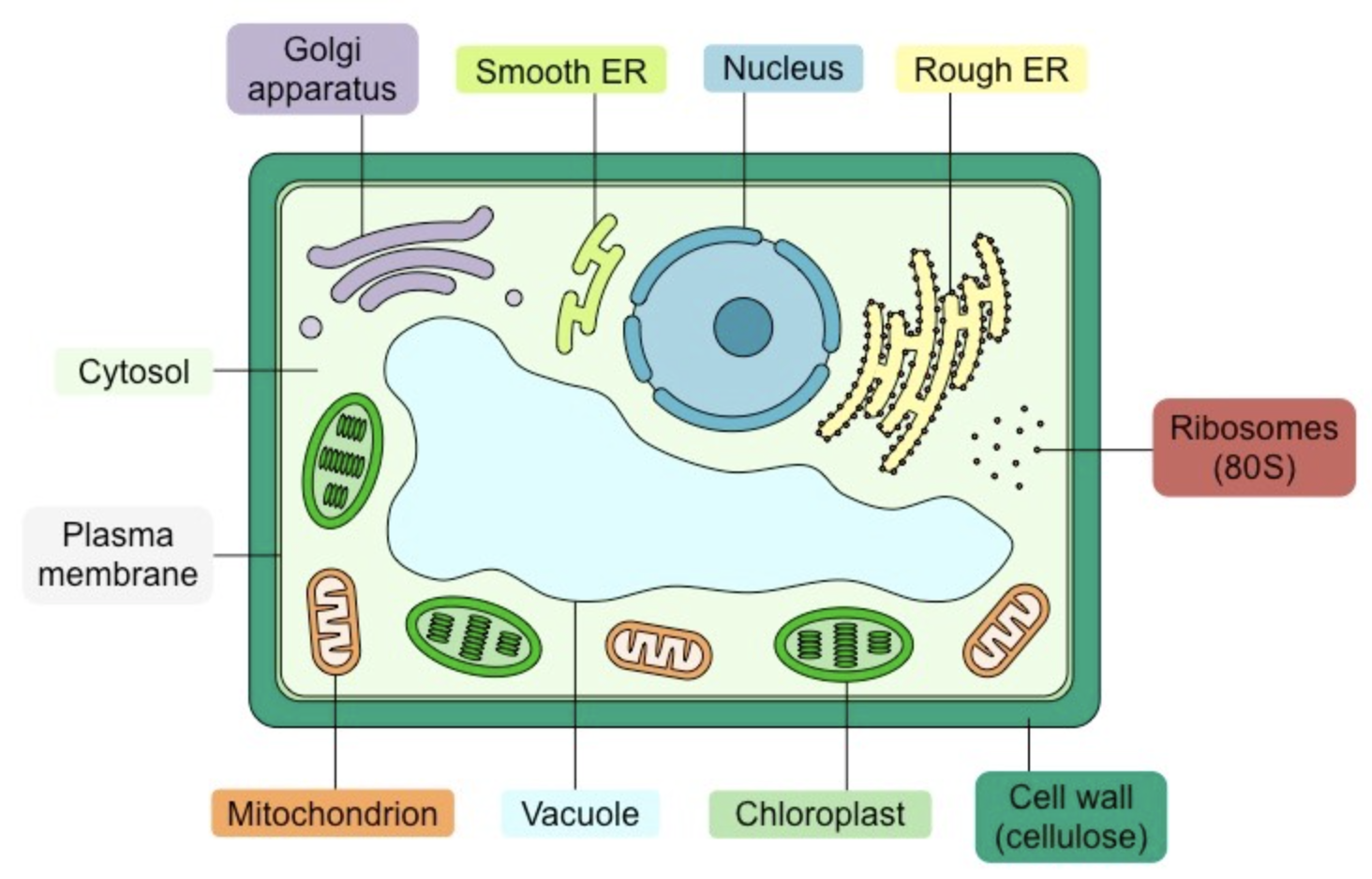 <p><strong><span>Key Features:</span></strong></p><ul><li><p><em>Vacuole</em><span> – large and occupying majority of central space (surrounded by tonoplast)</span></p></li><li><p><em>Chloroplasts</em><span> – double membrane with internal stacks of membrane discs (only present in photosynthetic tissue)</span></p></li><li><p><em>Cell wall </em><span>– labelled as being composed of cellulose ; thicker than cell membrane</span></p></li><li><p><em>Shape</em><span> – brick-like shape with rounded corners</span></p></li></ul>