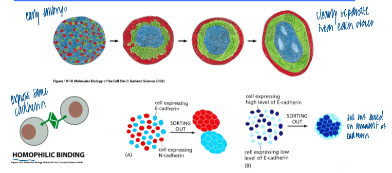 <p>layers separate as development progresses </p><p>cells are segregated from each other because they: </p><ul><li><p>express different cadherins </p></li><li><p>express different levels of the same cadherin (sort based on the amount of cadherin present) </p></li></ul><p></p>