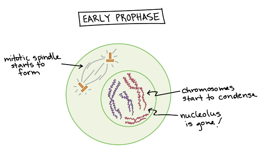 <ul><li><p>Chromatin condenses and shortens <em>(becomes chromosomes or a pair of sister chromatids)</em></p></li><li><p>The nuclear envelope breaks down</p></li><li><p>Centrioles form spindle fibers</p></li></ul>