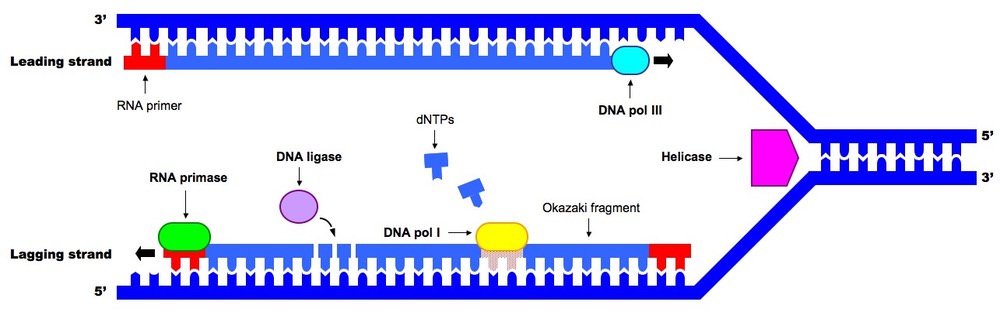 <ul><li><p>selas the gaps between okazaki fragments on lagging strand </p></li><li><p>forms phosphodiester bonds between adjacent nucleotides </p></li><li><p>ensures continuous dna strand</p></li></ul><p></p>
