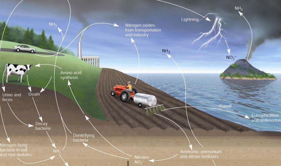 <p>How are humans altering the natural N cycle?‘</p><ul><li><p>synthetic fert_____</p></li><li><p>Concentrated live_____</p></li><li><p>R__-o__</p></li><li><p>Eutro______</p></li></ul><p></p>