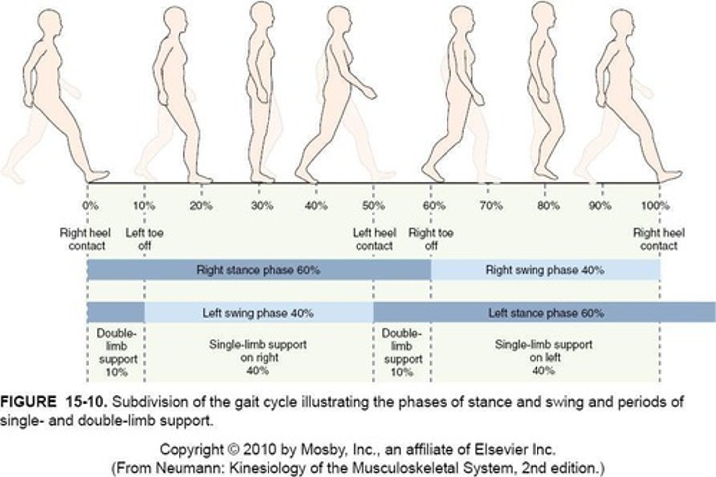 <p>Period of time when foot is touching the ground (60% of gait cycle).</p>