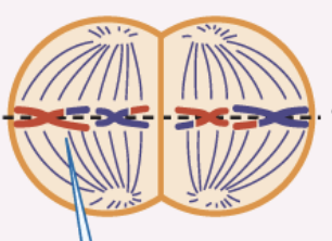 <ul><li><p>spindle fibers attach</p></li><li><p>individual chromosomes align at center cell  </p></li></ul><p></p>