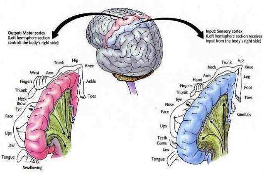 <p>What does the Homunculus model represent in the brain?</p>