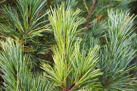 <p>Needles have white lines - Scientific name</p>