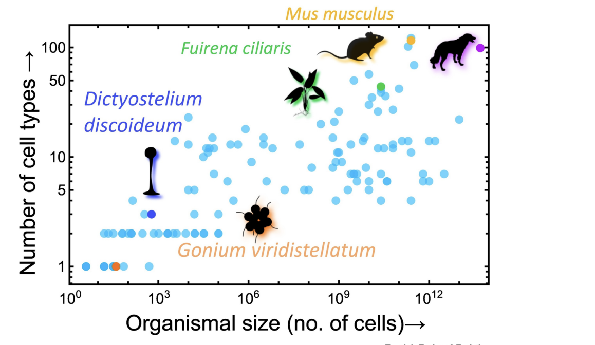 <ul><li><p><span style="background-color: inherit; line-height: 19.55px; color: windowtext;"><span>Theory: Size of organism scales with it's complexity</span></span><span style="line-height: 19.55px; color: windowtext;"><span>&nbsp;</span></span></p></li><li><p class="Paragraph SCXO3558683 BCX0" style="text-align: left;"><span style="background-color: inherit; line-height: 19.55px; color: windowtext;"><span>Left corner: simple form of life --&gt; gradually become more complicated&nbsp;</span></span><span style="line-height: 19.55px; color: windowtext;"><span>&nbsp;</span></span></p></li></ul><p></p>