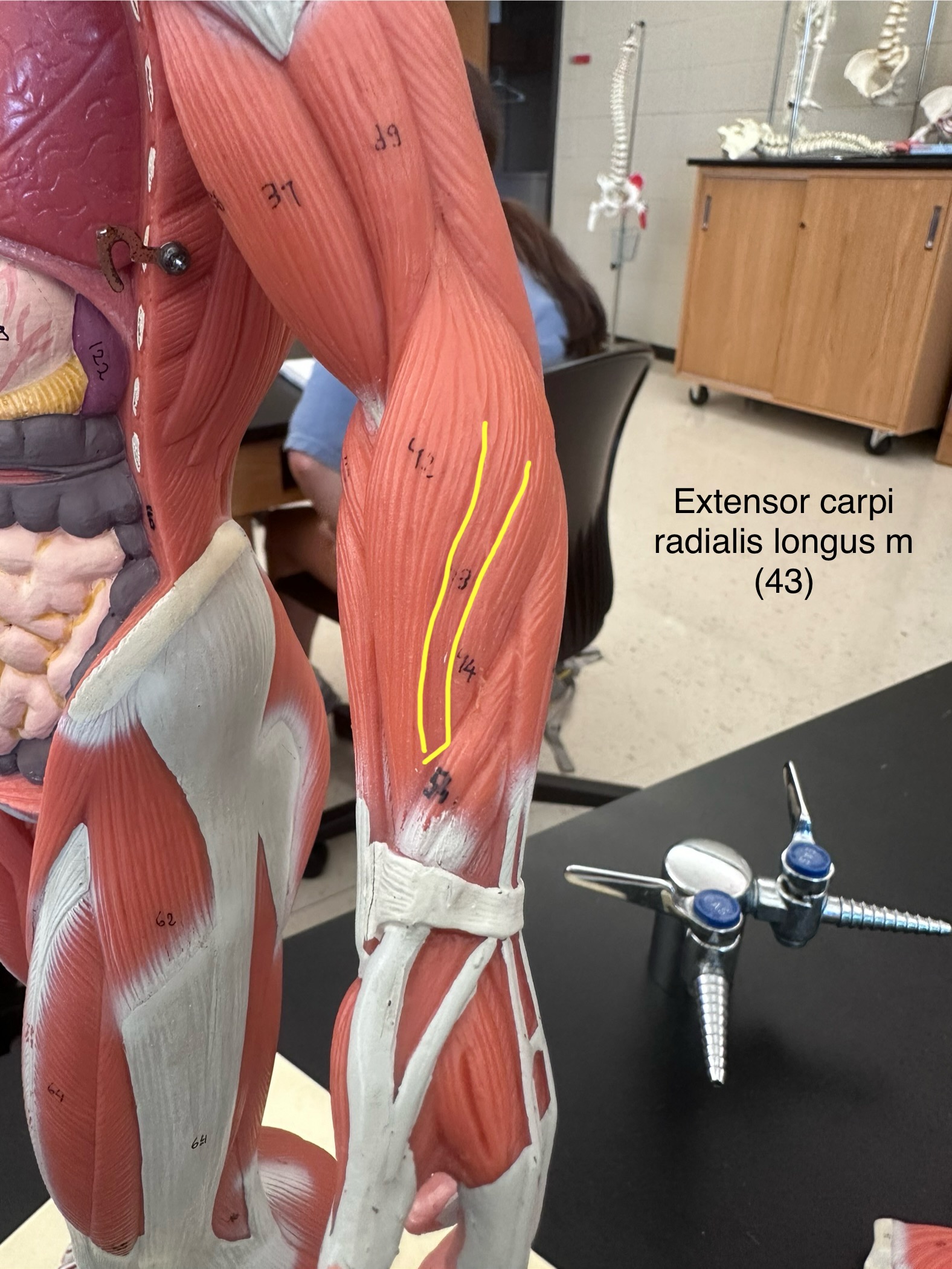 <p>Extensor carpi radialis longus muscle.</p>