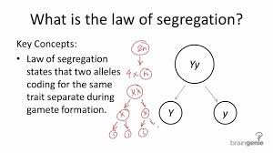 <p><span>during the formation of gametes (sperm or egg cells), each allele of a gene pair separates randomly, so that each gamete only receives one allele from each gene pair, ensuring genetic diversity in offspring</span></p>