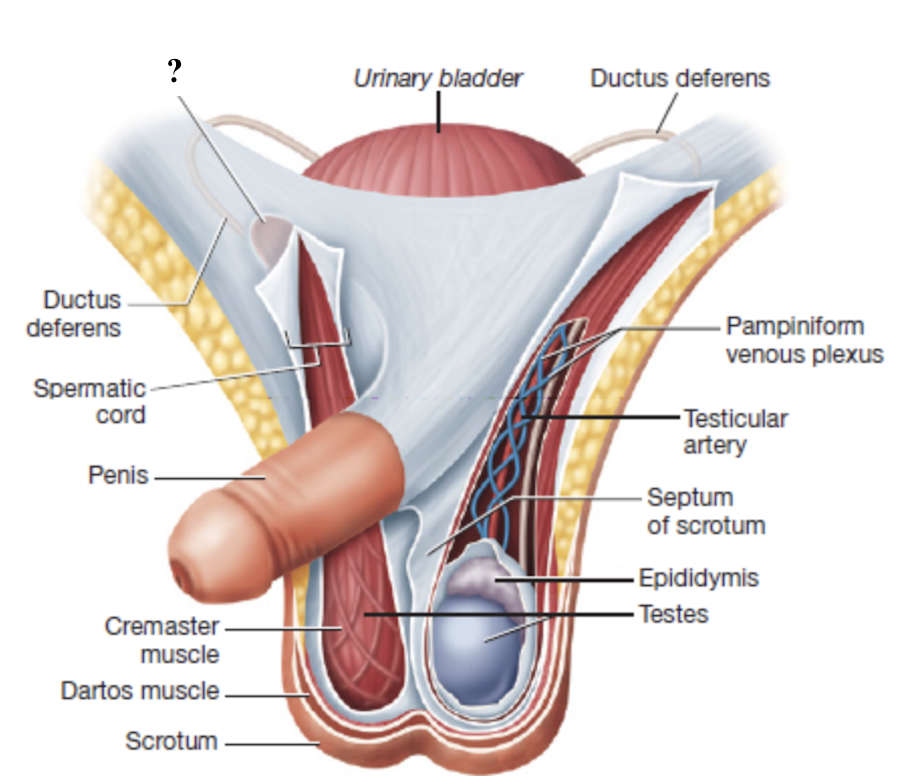 <p>inferior opening from the scrotum into the inguinal canal</p>