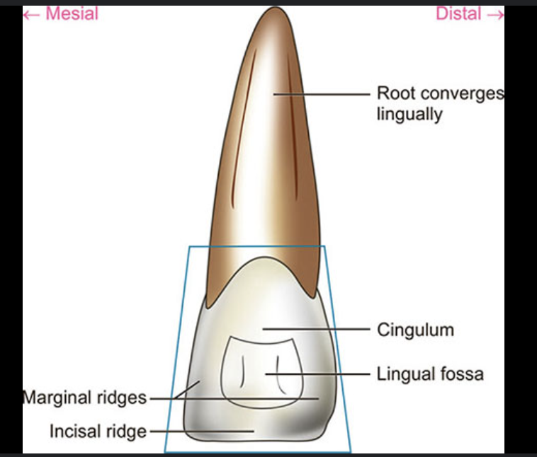 <p>large shallow conavity on lingual surface if CI</p>