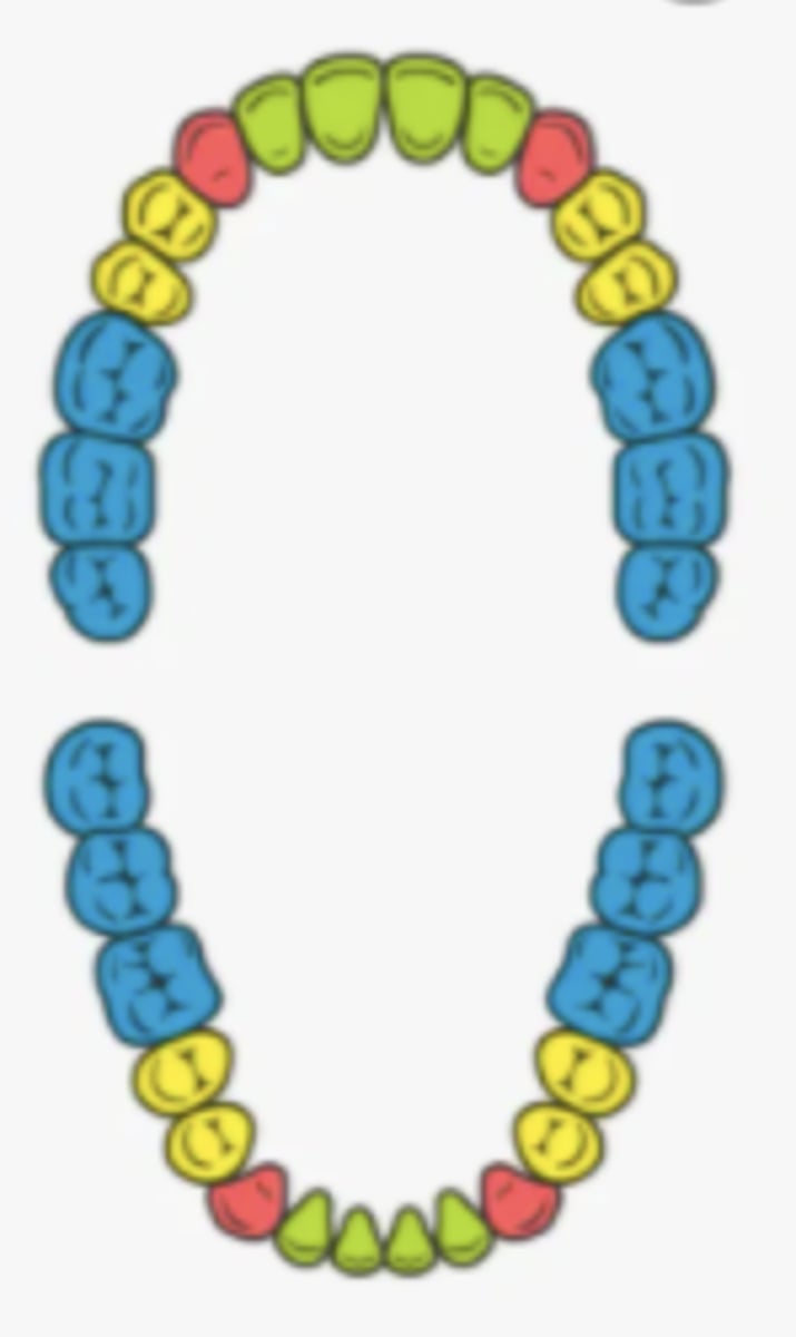 <p>- name the teeth marked blue<br>- 12 of these teeth<br>- back teeth that grind food</p>