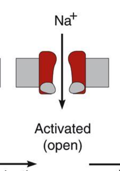 <ul><li><p>m gates become rapidly activated and open, allowing Na+ in through its chemical gradient</p></li><li><p>as the m gates open, the h gates begin to close slowly (m gates open more rapidly than h gates closing so this allows Na+ to briefly enter the cell)</p></li></ul><p></p>
