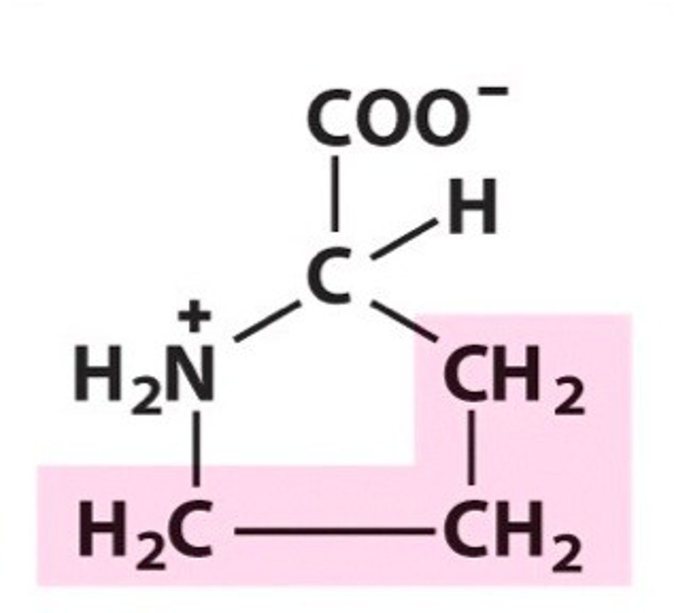 <p>Nonpolar amino acid. [Pro, P]</p>