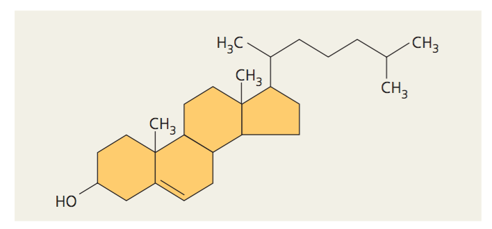 <p>Lipids that have four fused rings</p><ul><li><p>Unique groups attached to the ring determine the type of steroid</p></li></ul>