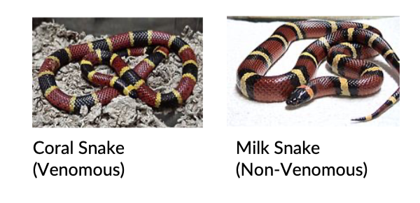 Batesian Mimicry