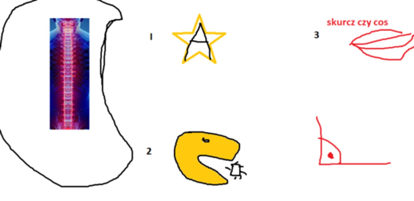 <p>I- gwiaździste gromadzą lipidy i wit A<br>II- fagocytoza<br>III- skurcz ścian naczyń?<br>śródmiąższowe- prostaglandyny</p>