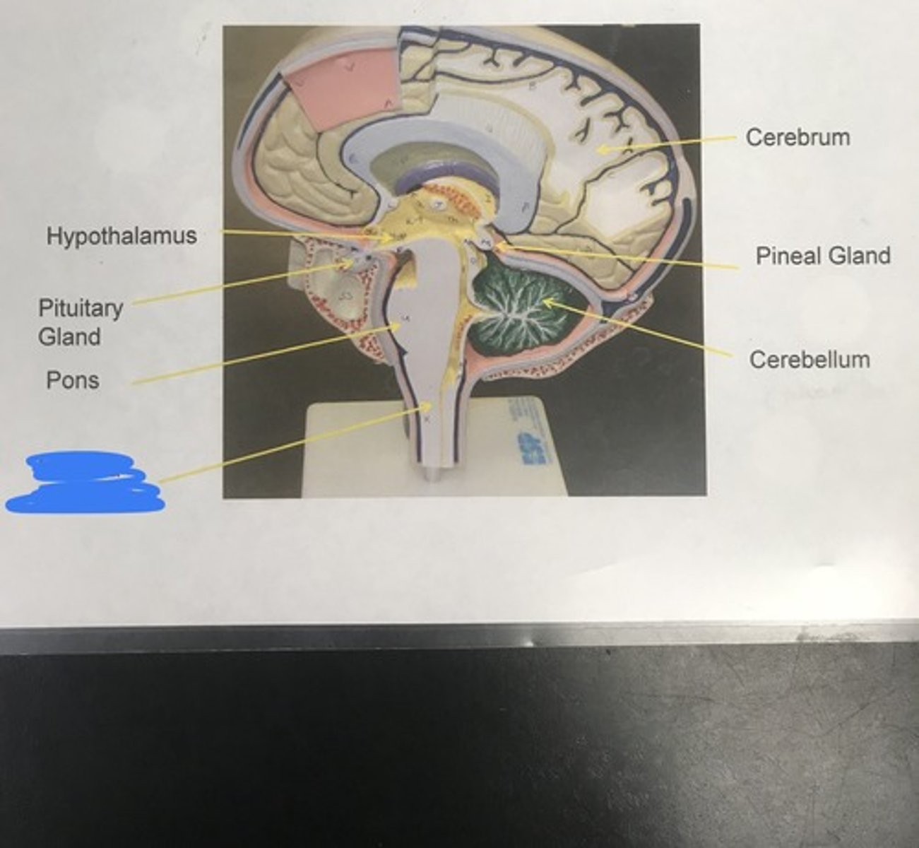 <p>Label the structure covered in blue ink and give a function</p>