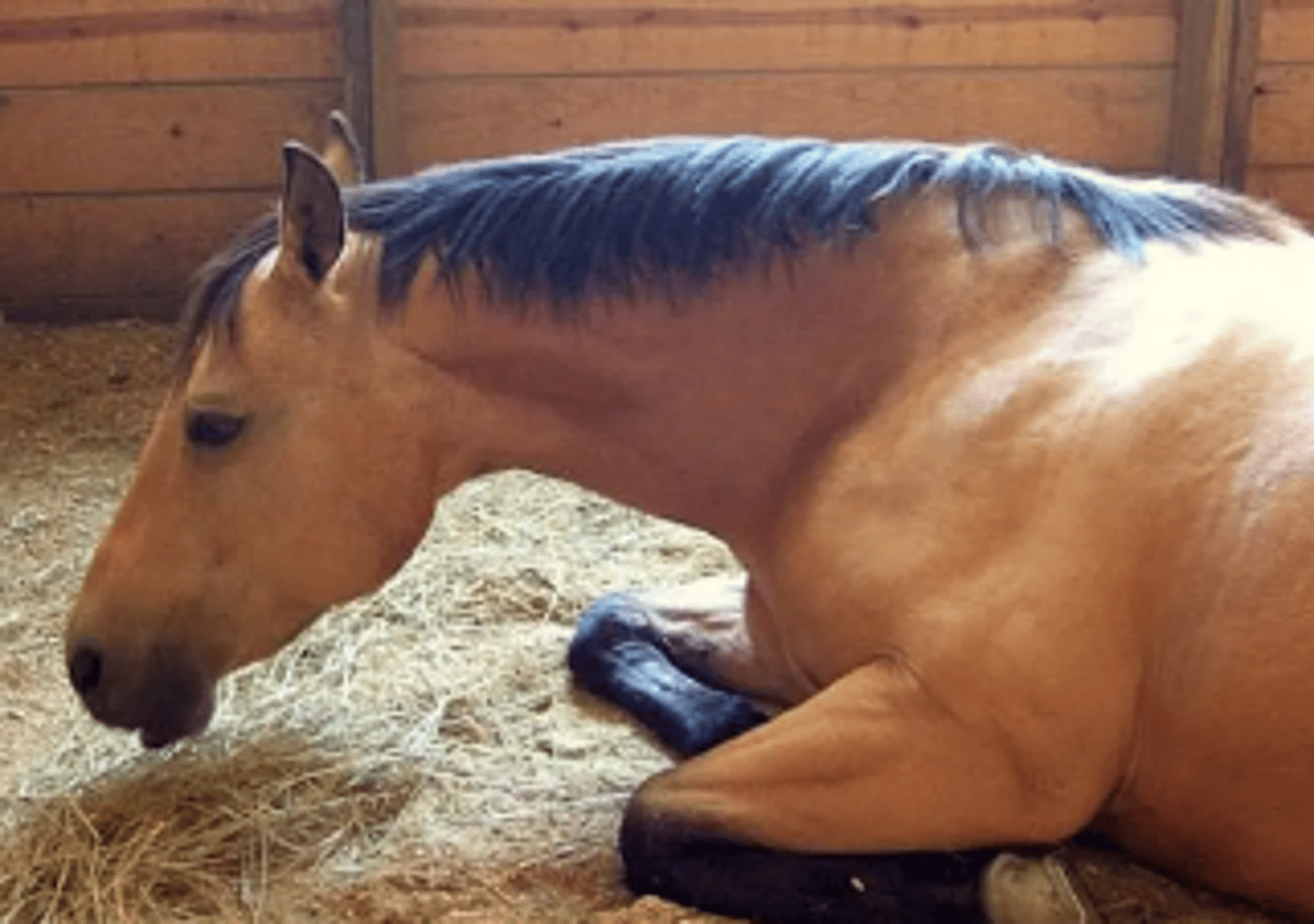 <p>This horse is having trouble with coordination and has discharge coming from its nostrils. What could be happening?</p>