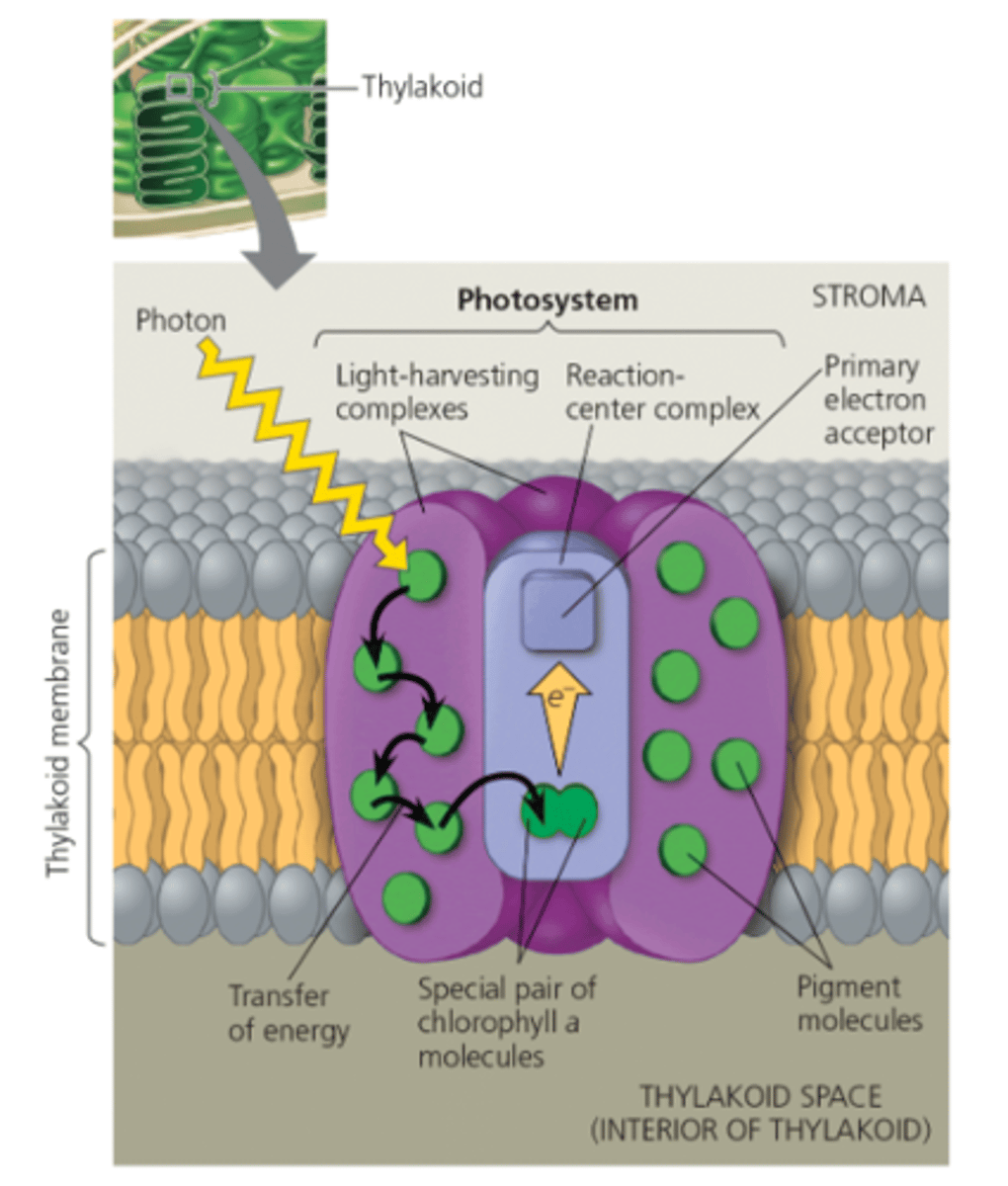 <p>splitting water.</p>