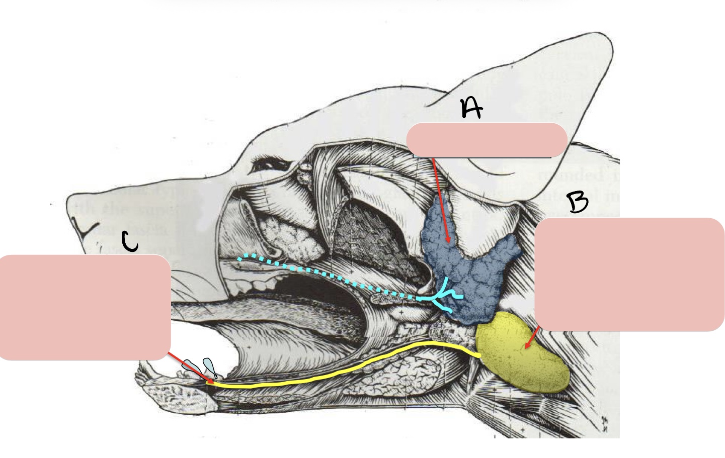 <p>Name the structure(s) indicated by a, b, and c.</p>