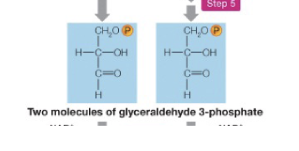 <p>Dihydroxyacetone phosphate is interconverted into glyceraldehyde 3-phosphate</p><p>Now, there are 2, identical Glyceraldehyde 3-phosphate products </p>