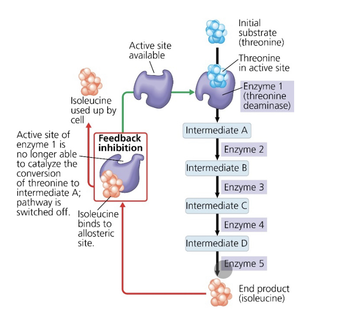 <p>what is the substrate that initiates this metabolic pathway?</p>