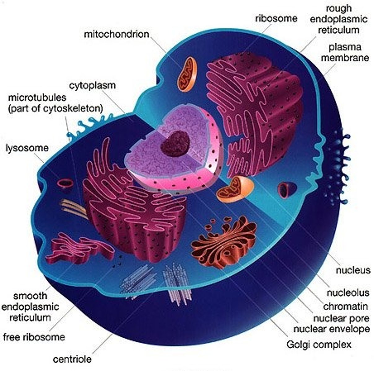 <p>A tiny cell structure that carries out a specific function within the cell</p>
