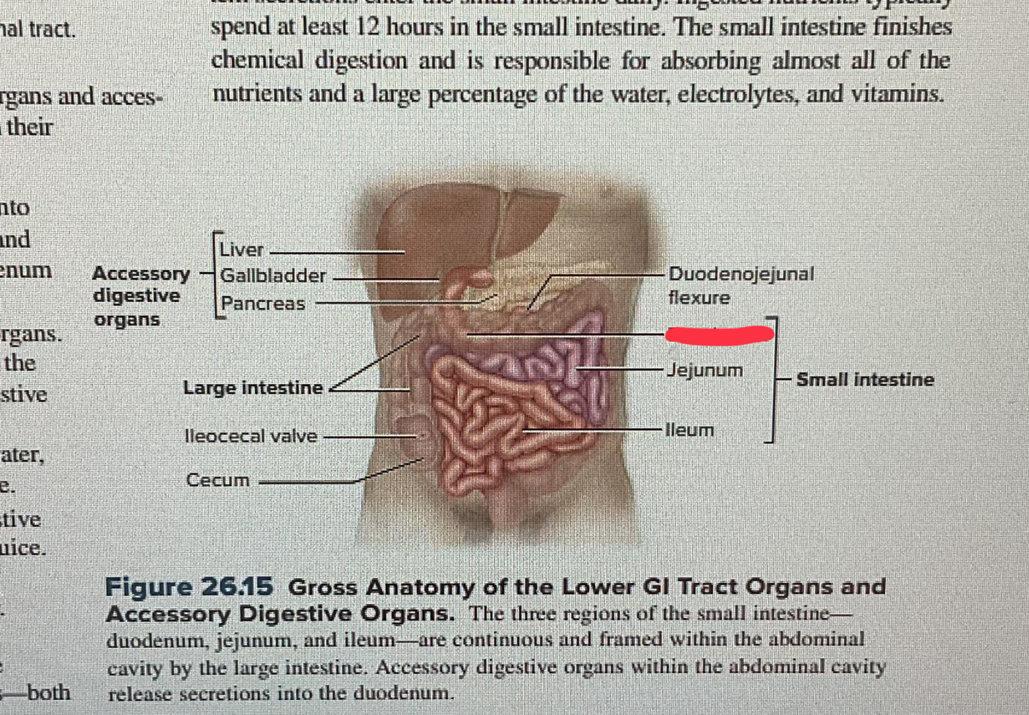 knowt flashcard image