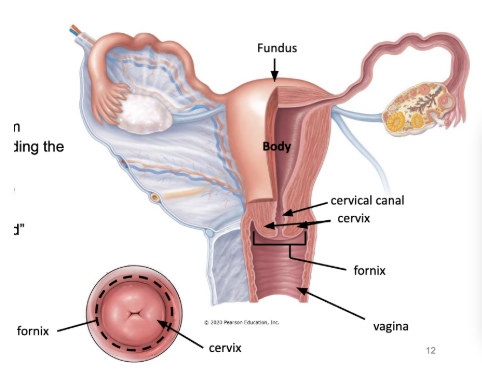 <ul><li><p><span style="background-color: transparent;"><u><span>vagina</span></u><span> - muscular canal</span></span></p><ul><li><p><span style="background-color: transparent;"><span>stratified squamous epithelium</span></span></p></li><li><p><span style="background-color: transparent;"><u><span>fornix</span></u><span> - circular area surrounding the cervix</span></span></p></li></ul></li><li><p><span style="background-color: transparent;"><u><span>uterus</span></u><span> - hollow organ where embryo/fetus develops</span></span></p><ul><li><p><span style="background-color: transparent;"><u><span>cervix</span></u><span> - inferior “donut shaped” projection into vaginal canal</span></span></p></li></ul></li></ul><p></p>