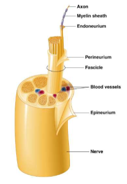 <p><span><span>nerve structure</span></span></p>