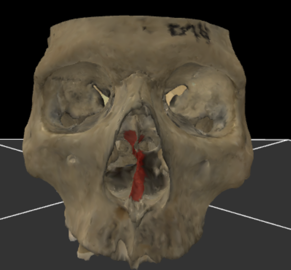 <p><span>Bezit twee schuine voetplaatjes die tegen de caudale zijde van het os sphenoidale aanliggen en een mediane, verticale uitloper naar ventraal. Deze draagt bij aan de vorming van het beenderig neustussenschot</span></p>