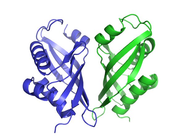 2 Identical folded polypeptide chains form a symmetrical complex of two protein subunits

* held together by two identical binding sites