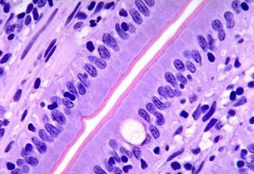 <p>Location: Digestive Tract </p><p>Function: Absorption </p>