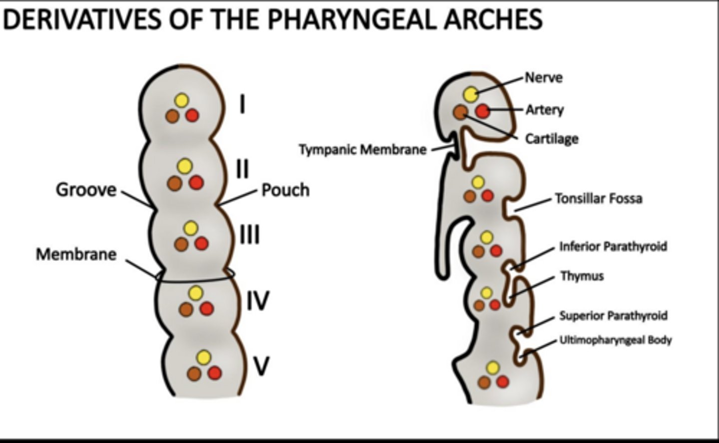 <p>Palatine tonsils and tonsillar fossa.</p>