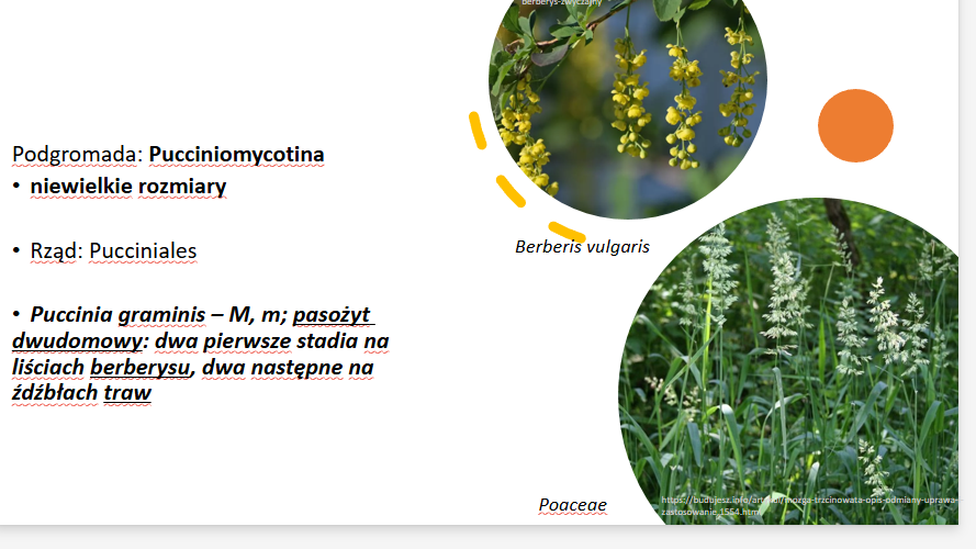 <p>Puccinia graminis (ecjum)</p><p>Gr.: BASIDIOMYCOTA – grzyby podstawkowe </p><p>Podgr.: PUCCINIOMYCOTINA </p><p>Kl.: Pucciniomycetes</p><p>Rz.: Pucciniales </p>