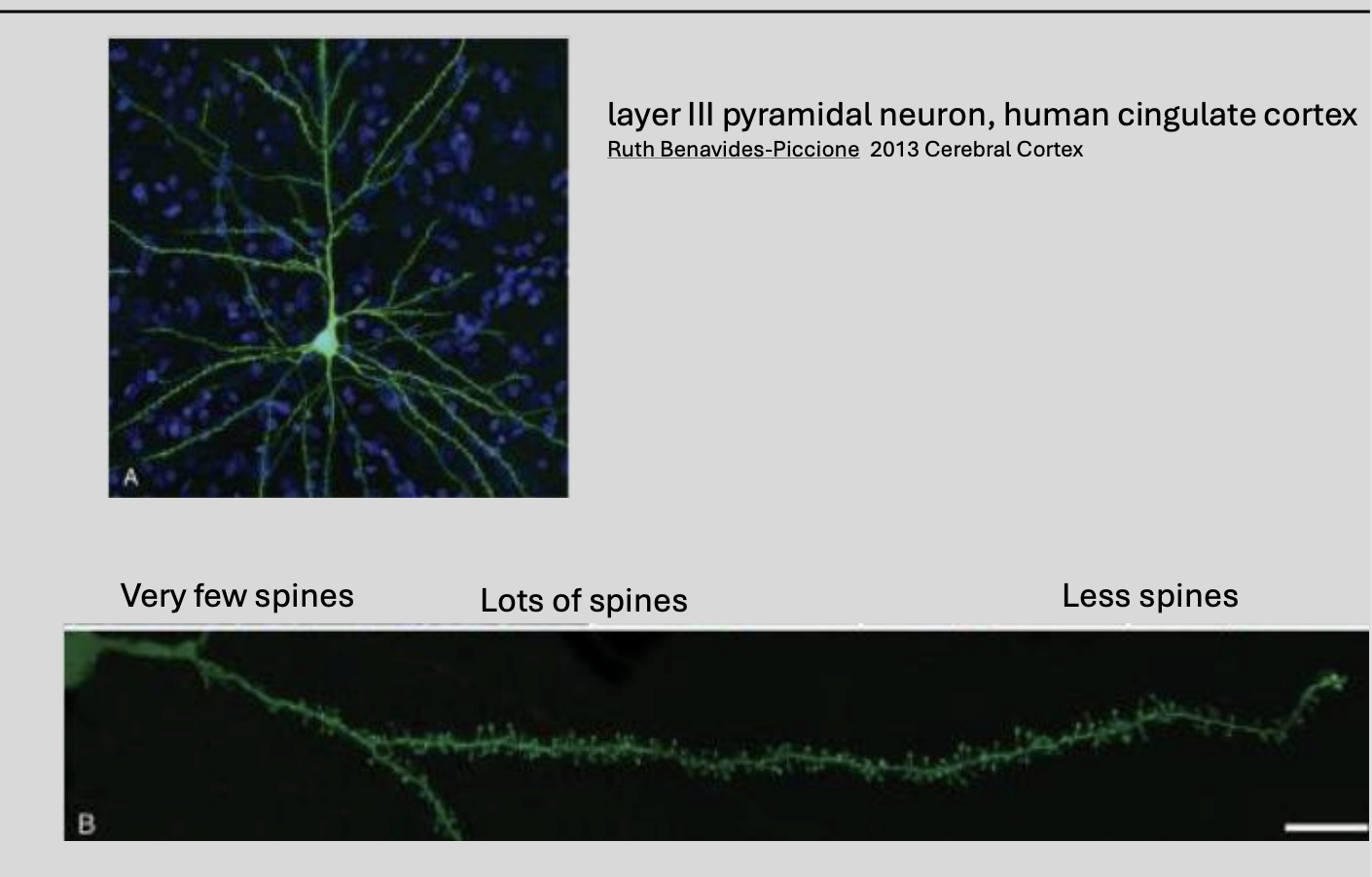 <ul><li><p>distribution of spines</p></li></ul><p></p>