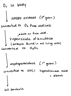 <p>peroxide/peroxidase/halide system — major killing mechanism used by neutrophils</p><p>activated by NADPH oxidase, converts O2</p>