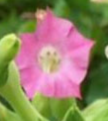 Which herbaceous dicot family has 1/2 fuseed (sun and ray) flowers and is toxic? e.g. chili, tobacco, petunia